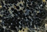 Polished, Black Petrified Palm Root Slab - Indonesia #151935-1